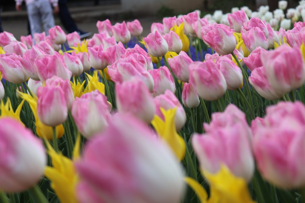 Tháng 4 mùa hoa tulip tại công viên Showakinen