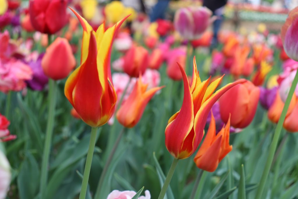 Tháng 4 mùa hoa tulip tại công viên Showakinen